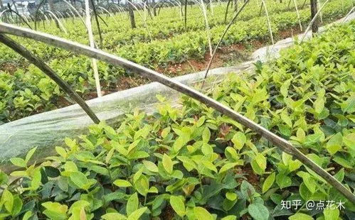 苗木種植新風(fēng)口 果實經(jīng)濟(jì)與生態(tài)雙贏的經(jīng)營之道