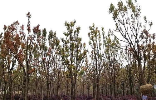 大規格樹木移植與農副產品銷售的黃金法則 守護生態價值，開拓市場藍海