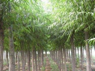 靈川林木種植 口碑沉淀，綠富雙贏的林木產業典范