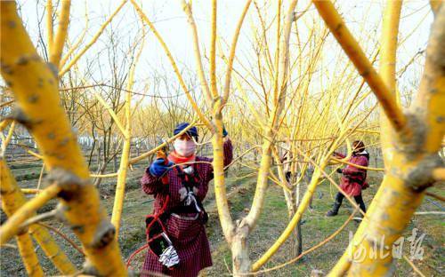 河北博野 綠色產業富民強縣的樹木種植經營實踐