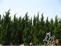 天長市榮沁苗木種植專業合作社 龍柏H300-450 & P200-300規格苗木大量供應，誠邀合作