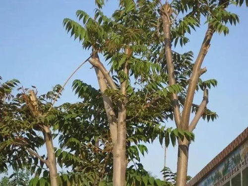 農村10種常見樹木 每一棵都是鄉愁的活雕像